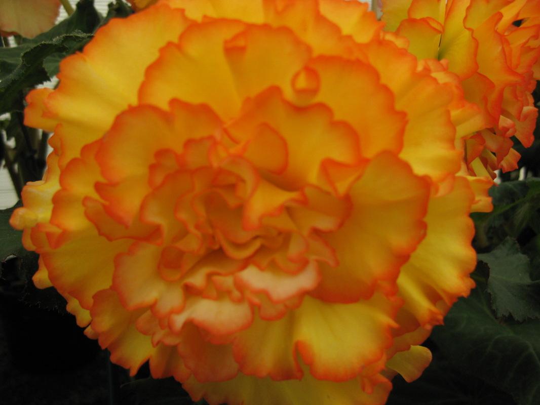 B. ‘Rio’